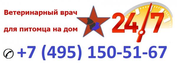 Вызов ветеринара.  Цена выезда на дом в Москве